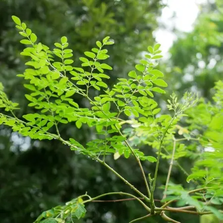 Moringa Plant Extract