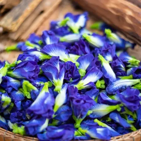 Blue Pea Extract